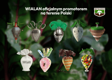 Nasiona buraka cukrowego BETASEED
