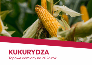 KUKURYDZA 2026