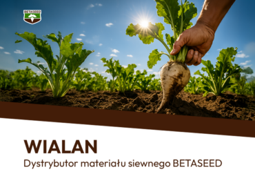 Nasiona buraka cukrowego BETASEED